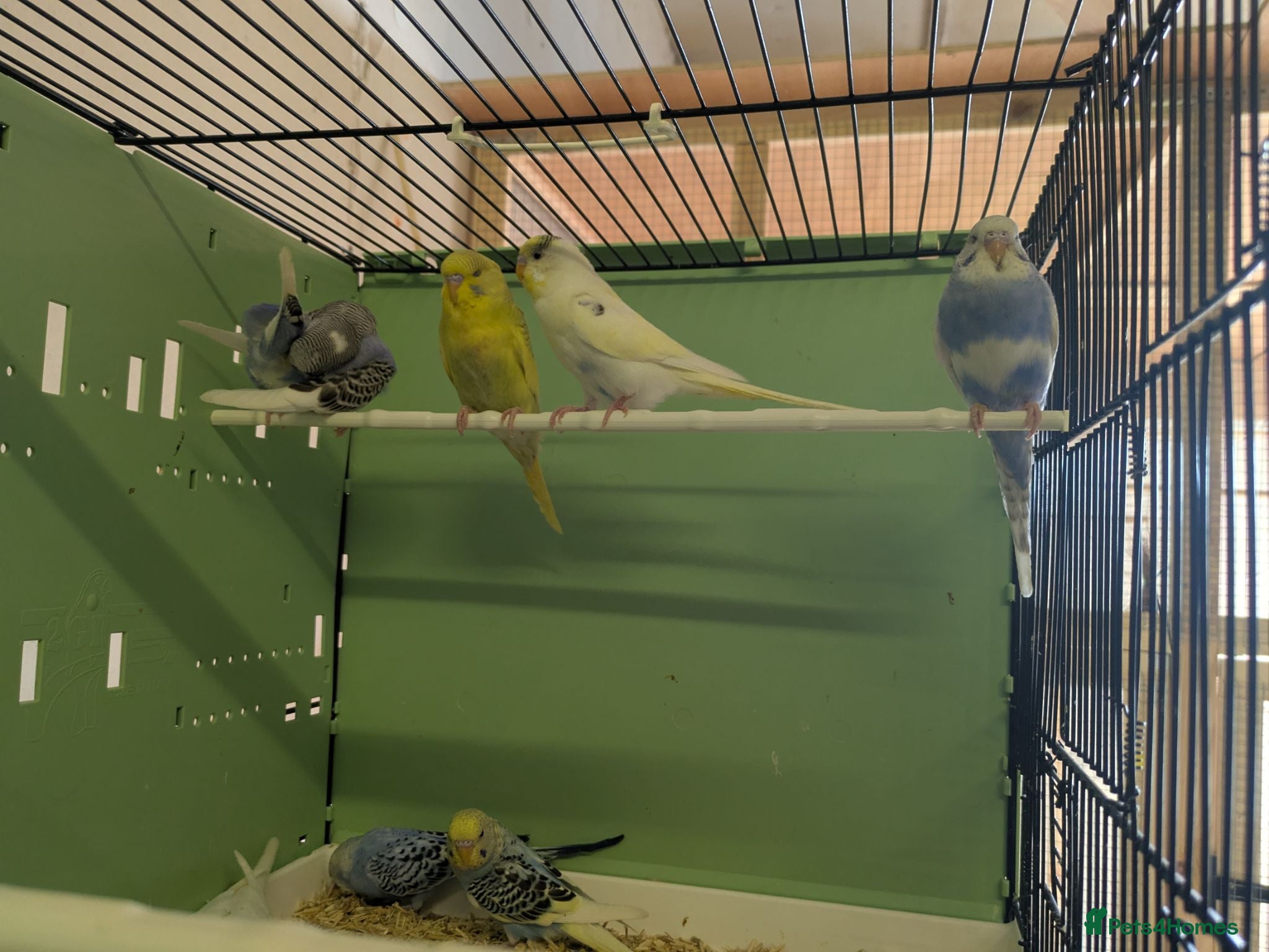 Budgerigars birds Baby Budgies - Advert 2