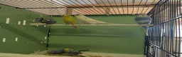 Budgerigars birds for sale: Baby Budgies - Advert 2