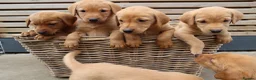 Labrador Retriever dogs for sale: Beautiful KC Registered Labrador Puppies - Advert 10