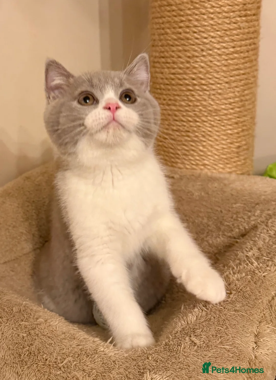 British Shorthair cats for sale: Lilac & White British Shorthair Male - Advert 1