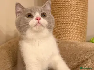British Shorthair cats Lilac & White British Shorthair Male - Advert 9
