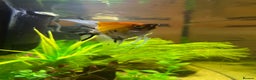 Angelfish fish for sale: Stunning Angel fish  - Advert 6