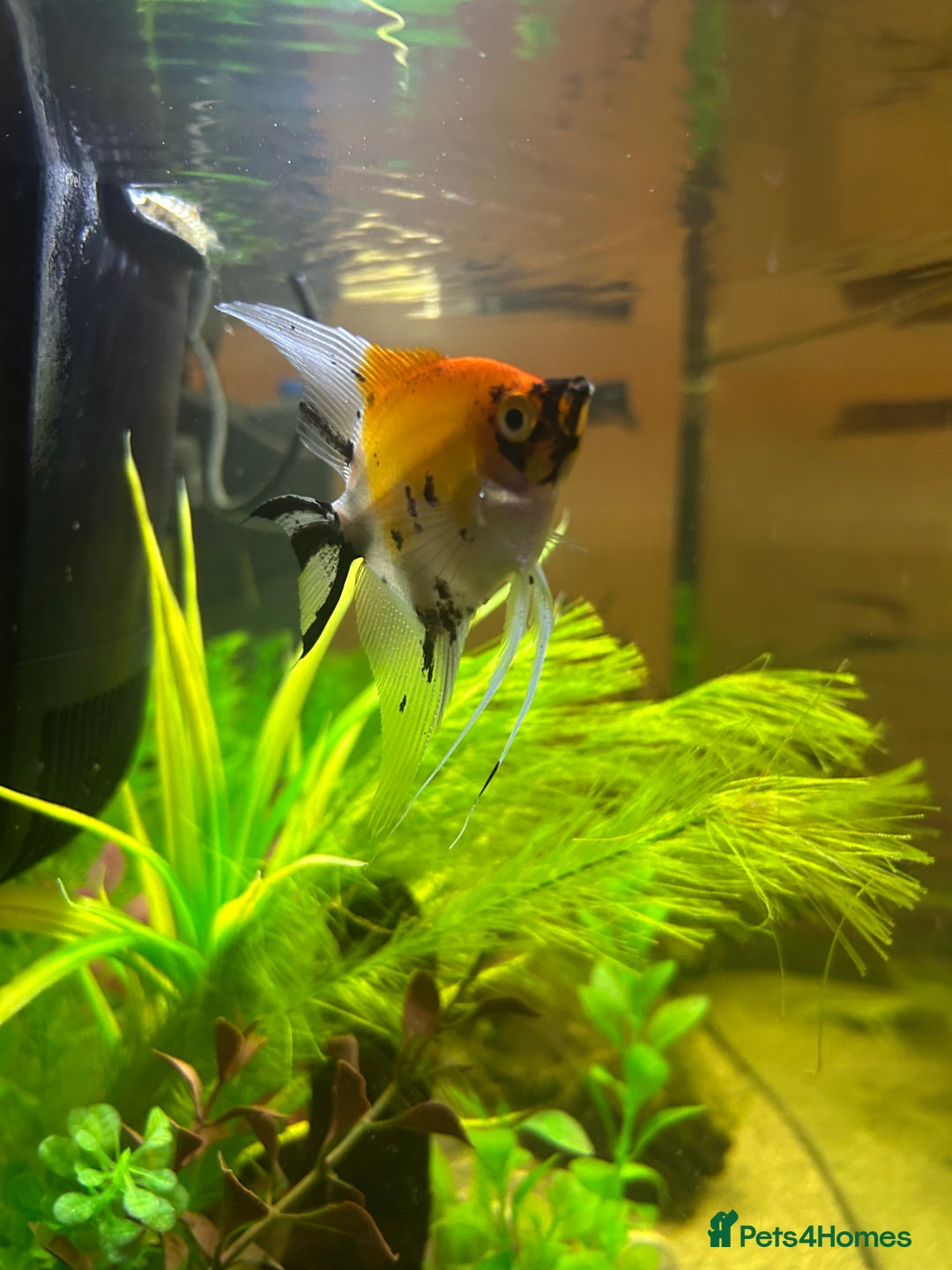 Angelfish fish for sale: Stunning Angel fish  - Advert 6