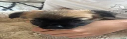 Chihuahua dogs for sale: Absolutely gorgeous chihuahua pups - Advert 23