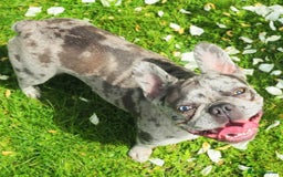 French Bulldog dogs for sale: Lilac blue eyed litter of 6. DWKC registered  - Image 27
