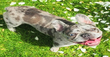 French Bulldog dogs - Advert 9