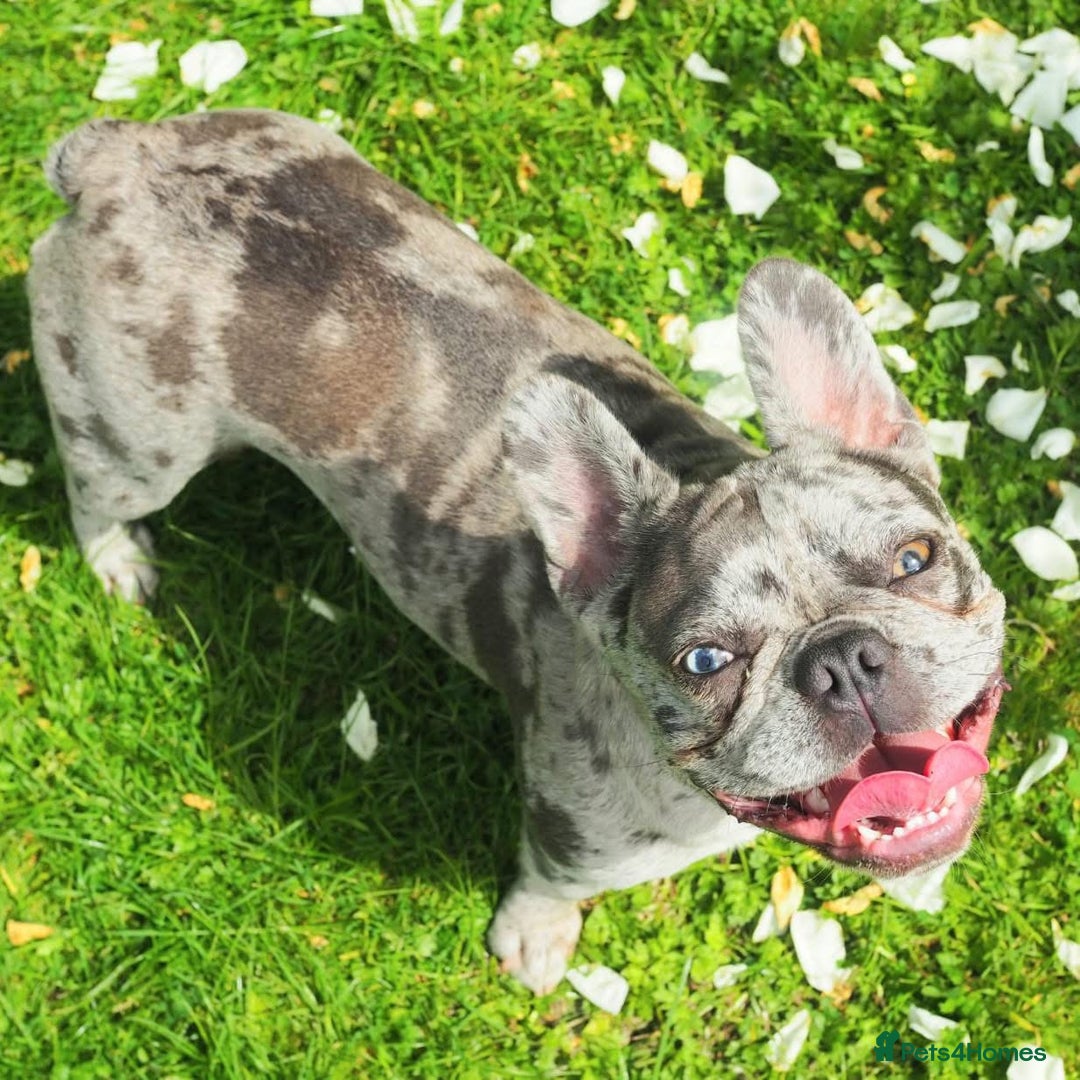 French Bulldog dogs for sale: Lilac blue eyed litter of 6. DWKC registered  - Image 27