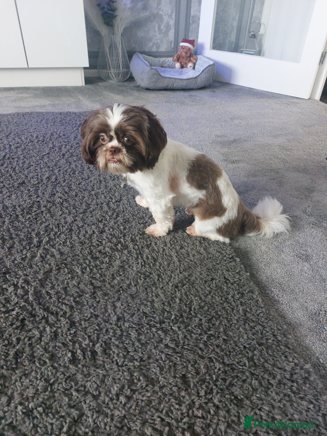 Shih Tzu dogs for sale: 1 and half shihtzu  - Advert 2