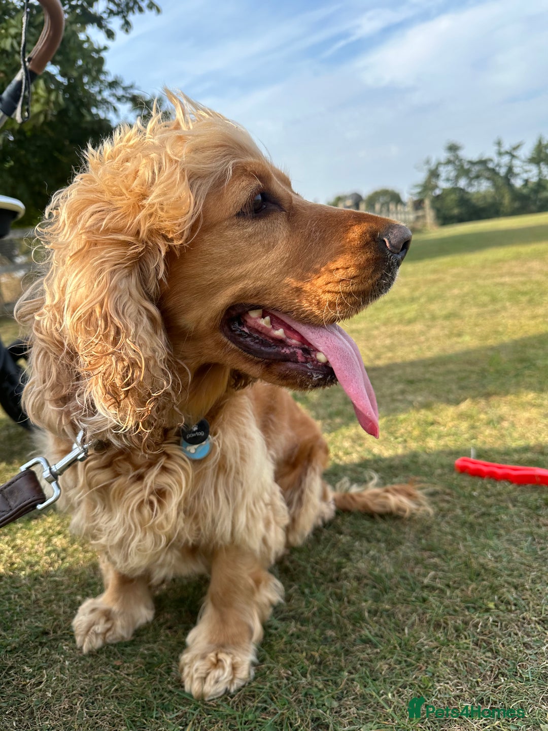 Cocker Spaniel dogs for sale: Cocker Spaniel for sale  - Image 2