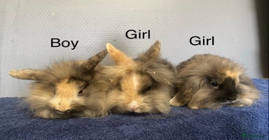 Lionhead rabbits - Advert 10