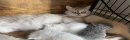 Scottish Fold cats for sale: Beautiful litter - Advert 3