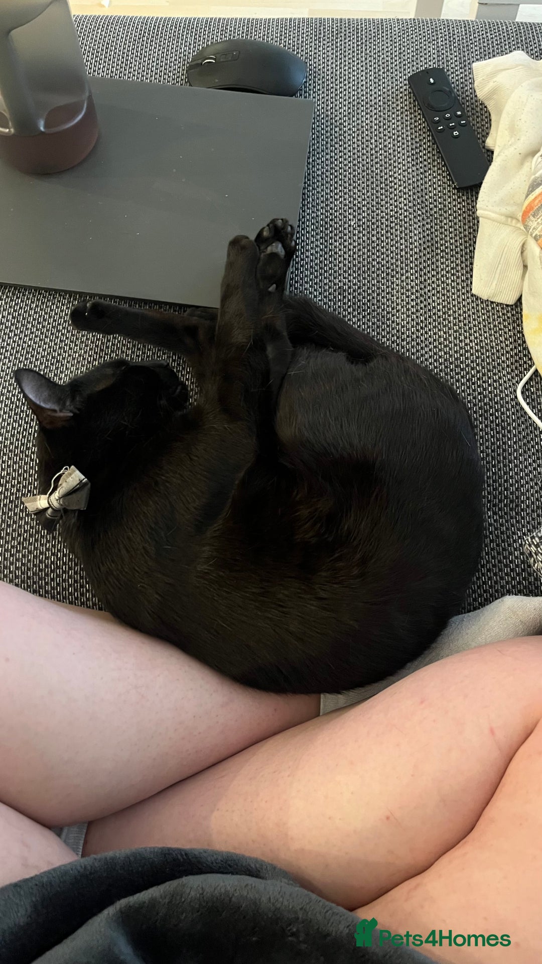 Mixed Breed cats for sale: Dad and Daughter  - Advert 1