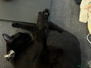 Mixed Breed cats Dad and Daughter - Advert 1