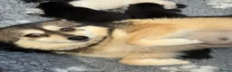 Pomsky dogs for sale: Stunning F1B Pomsky Girls - Advert 8