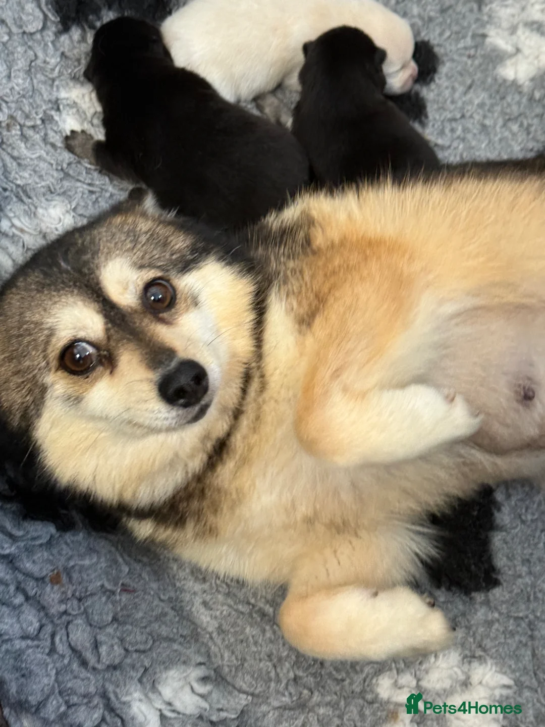 Pomsky dogs for sale: Stunning F1B Pomsky Girls - Advert 8