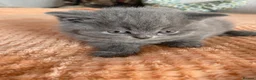 British Longhair cats for sale: British shorthaired kittens  - Advert 11