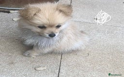 Pomeranian dogs for sale: Pomeranian girls  - Image 1