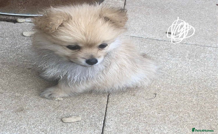 Pomeranian dogs - Advert 1