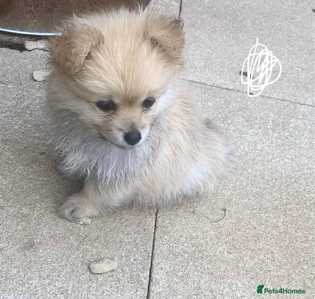 Pomeranian dogs for sale: Pomeranian girls  - Image 1