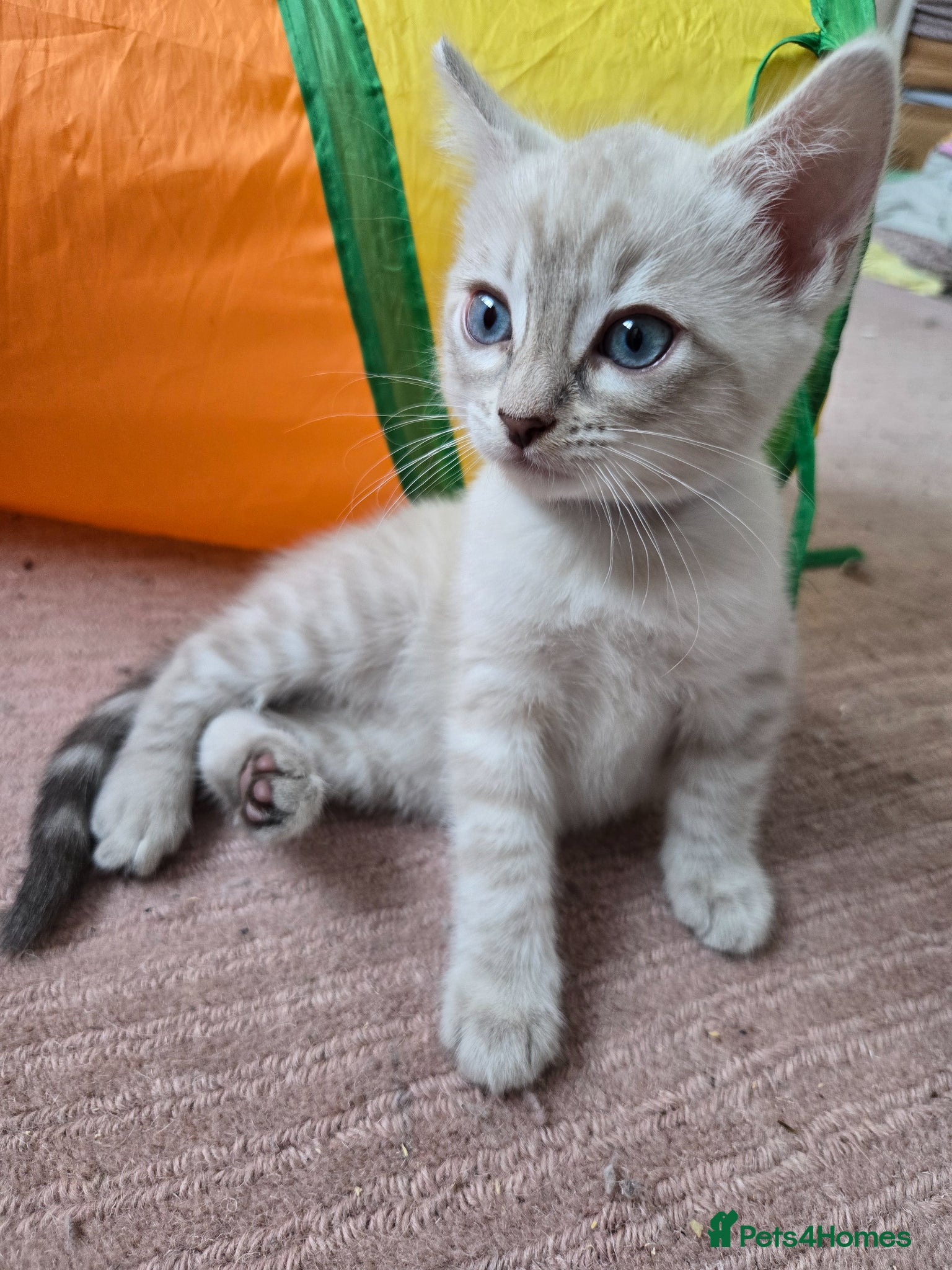 Bengal cats 🌟 LAST 2 !!  Stunning seal lynx (snow) - Advert 1
