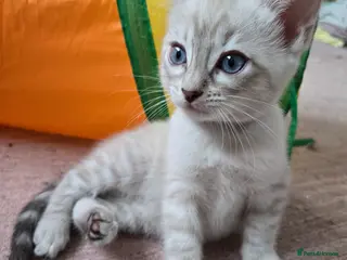 Bengal cats 🌟 LAST 2 !! Stunning seal lynx (snow) - Advert 6