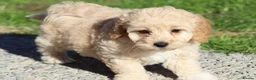 Cavapoochon dogs for sale: Beautiful Cavapoochon puppies for sale - Advert 33