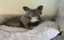 French Bulldog dogs for sale: Blue frenchie girl  - Image 3