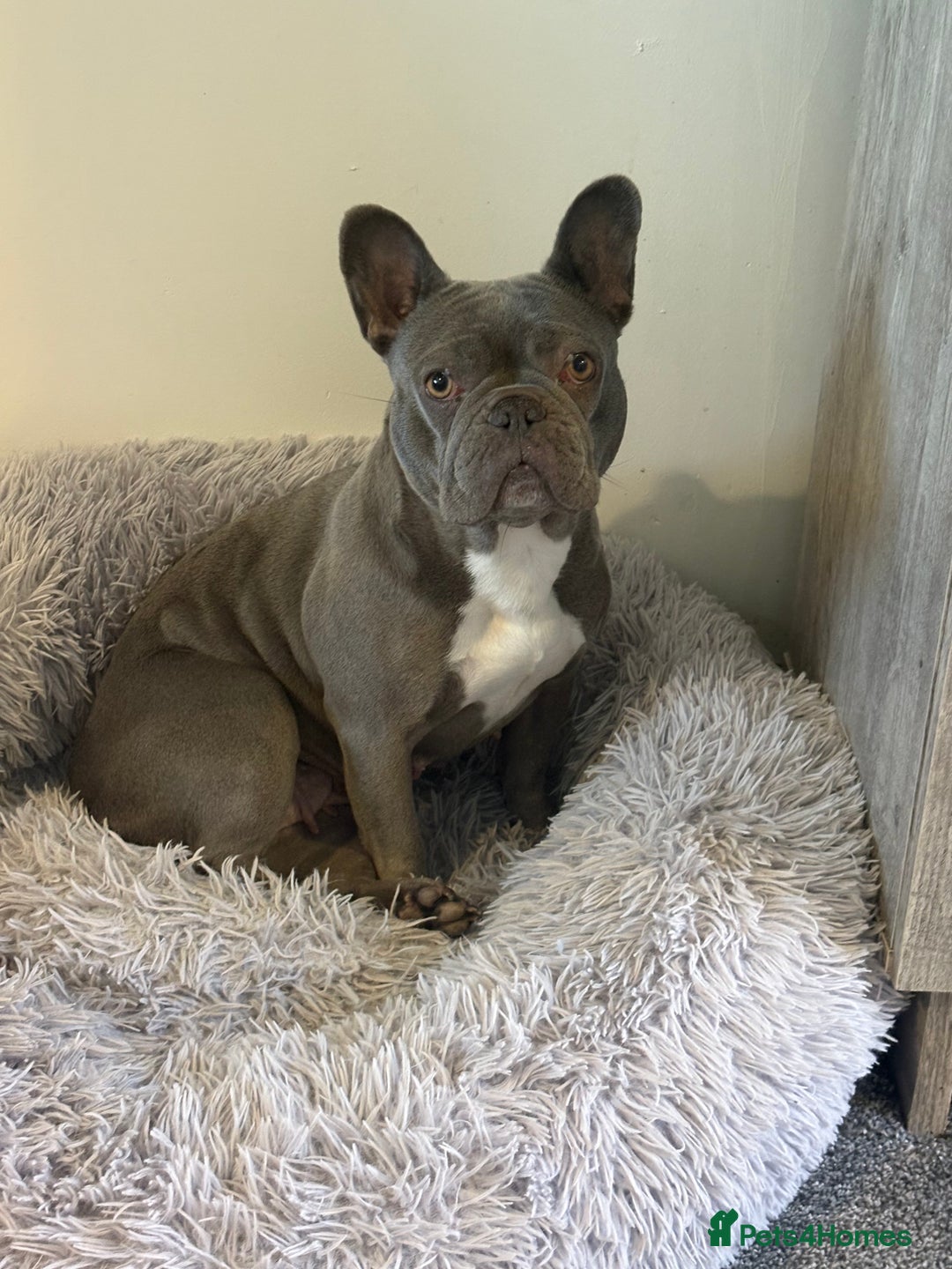 French Bulldog dogs for sale: Blue frenchie girl  - Image 3