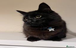 Mixed Breed cats for sale: Black 2year old cat in need of home - Image 3