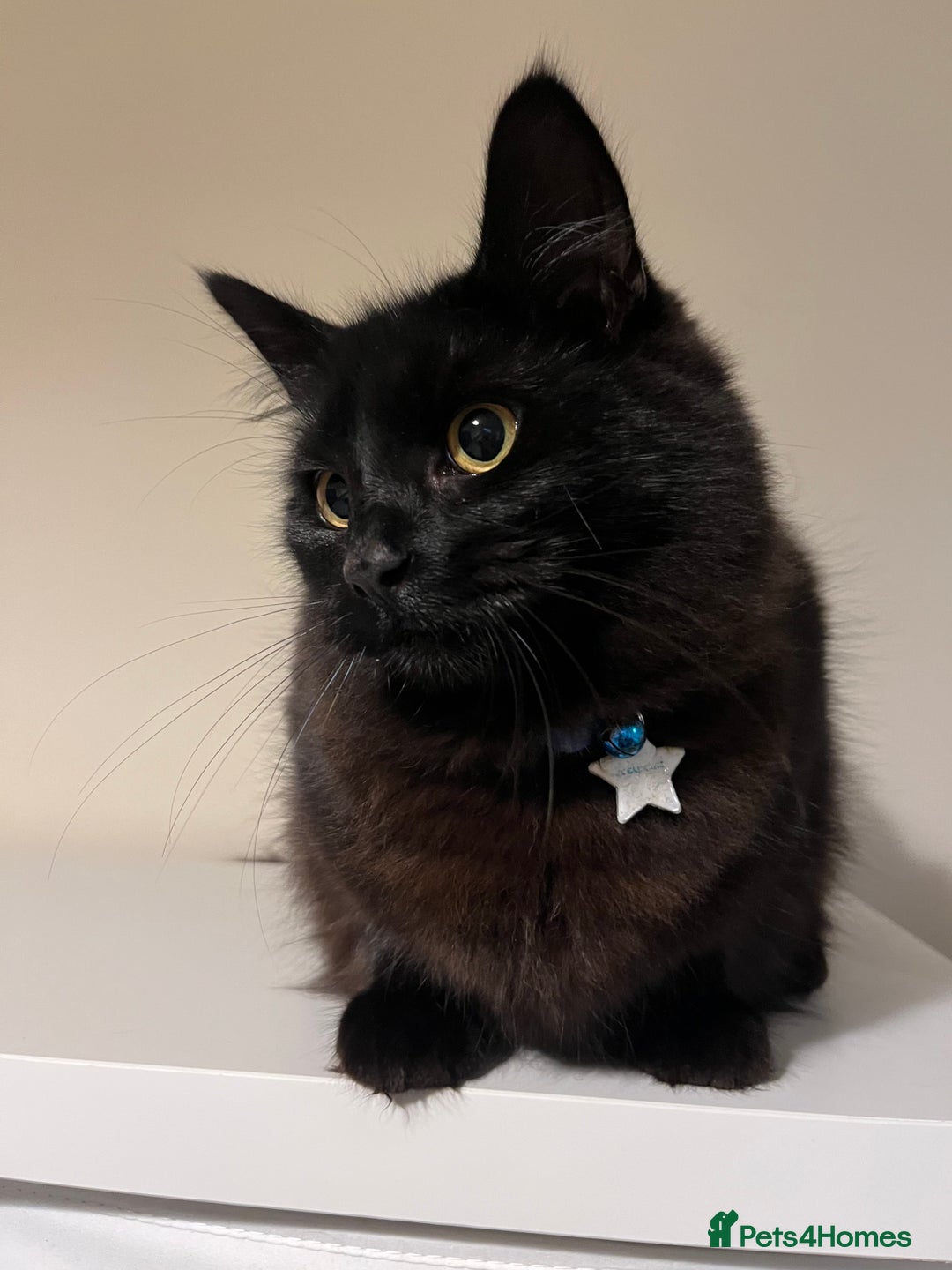 Mixed Breed cats for sale: Black 2year old cat in need of home - Image 3