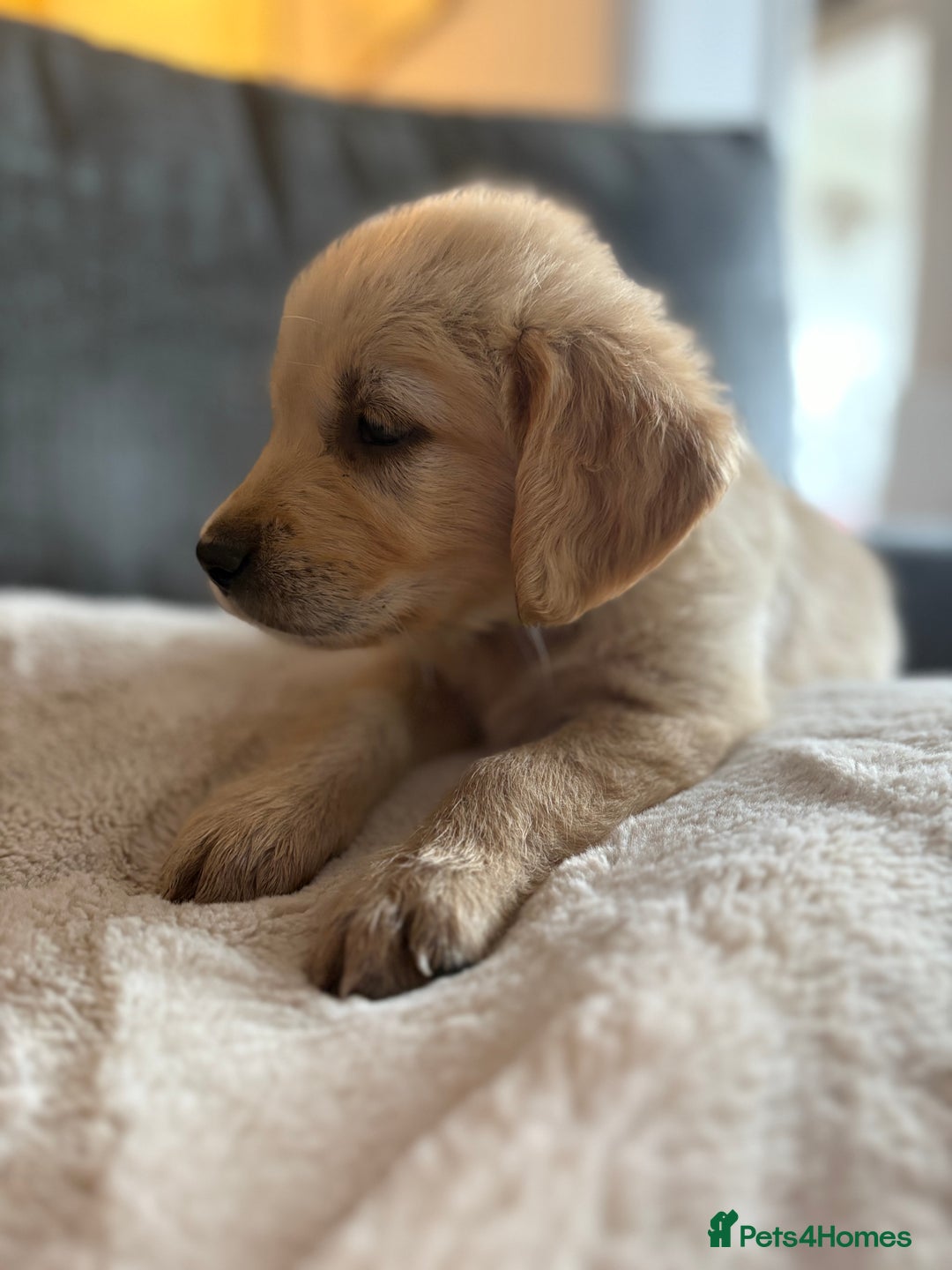 Golden Retriever dogs for sale: Golden retriever puppy Available 🐶🐾🦴  - Image 2