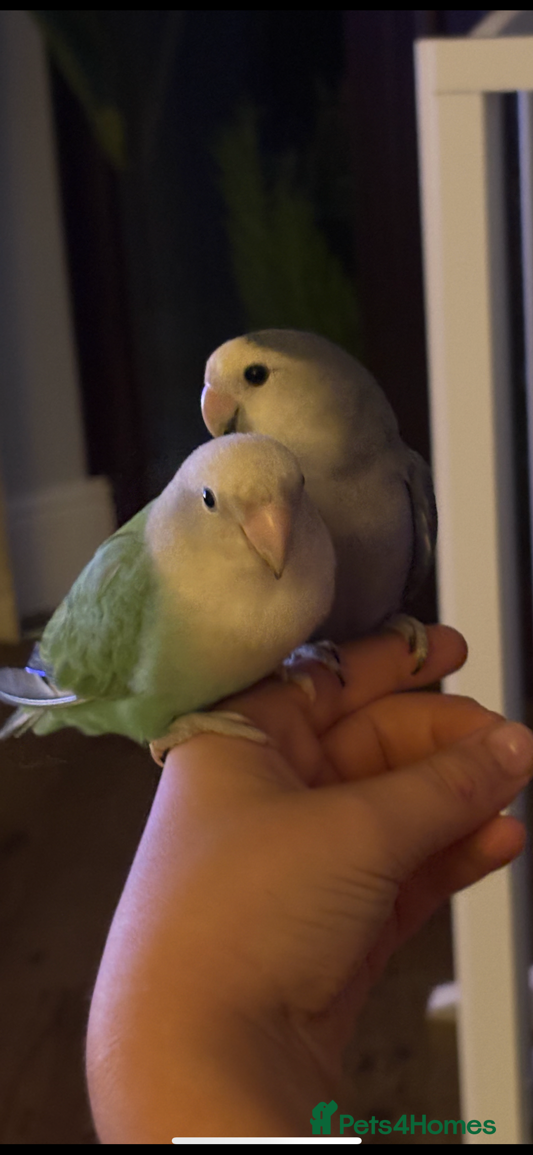 Lovebirds birds for sale: Lovebird babies - friendly chicks - Advert 5