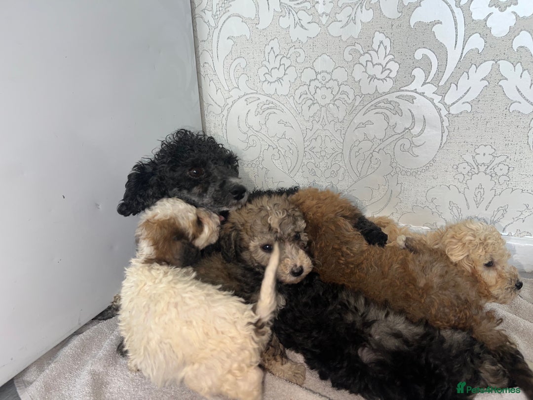 Toy Poodle dogs for sale: 5 beautiful toy poodles - Image 4
