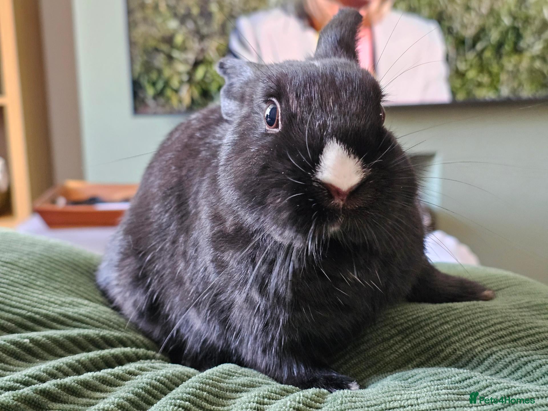 Netherland Dwarf rabbits Purebred Netherland Dwarf Doe - Advert 11