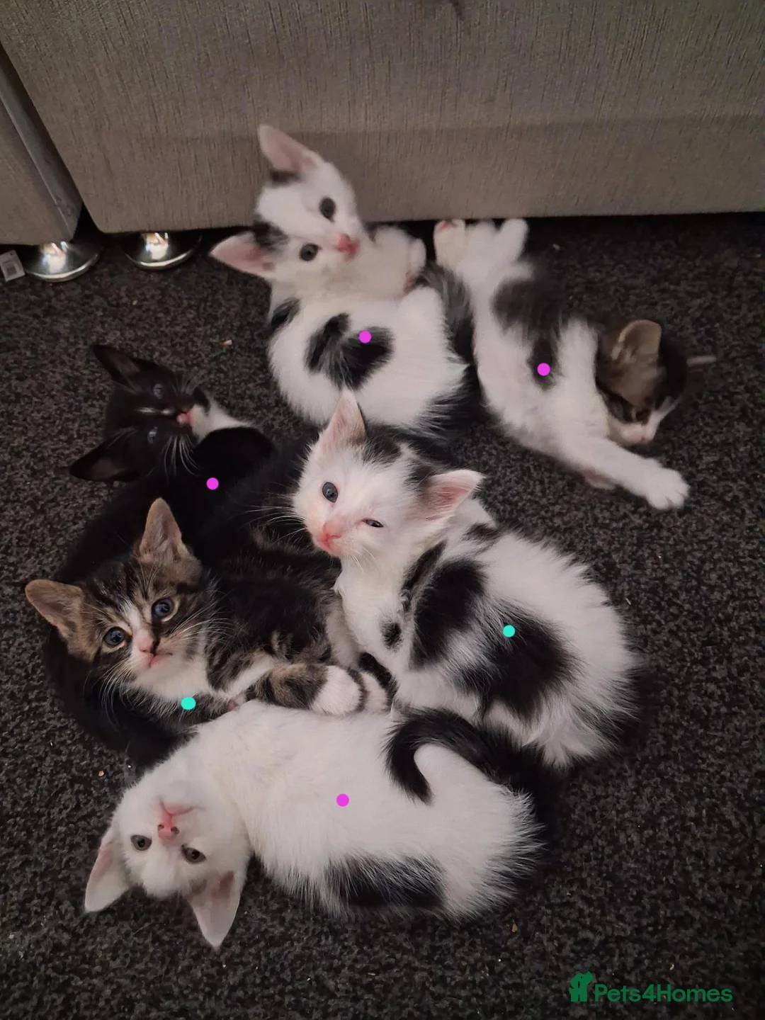 Mixed Breed cats for sale: Beautiful friendly kittens looking for loving home - Advert 14