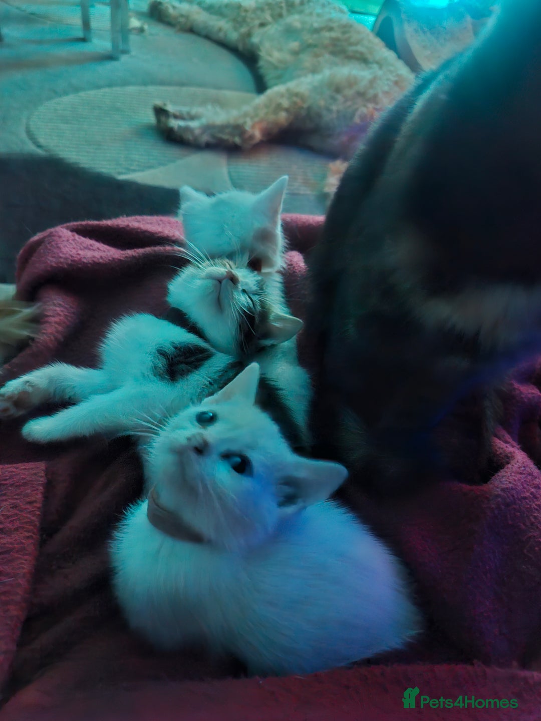 Mixed Breed cats for sale: Beautiful Siamese cross kittens - Advert 32