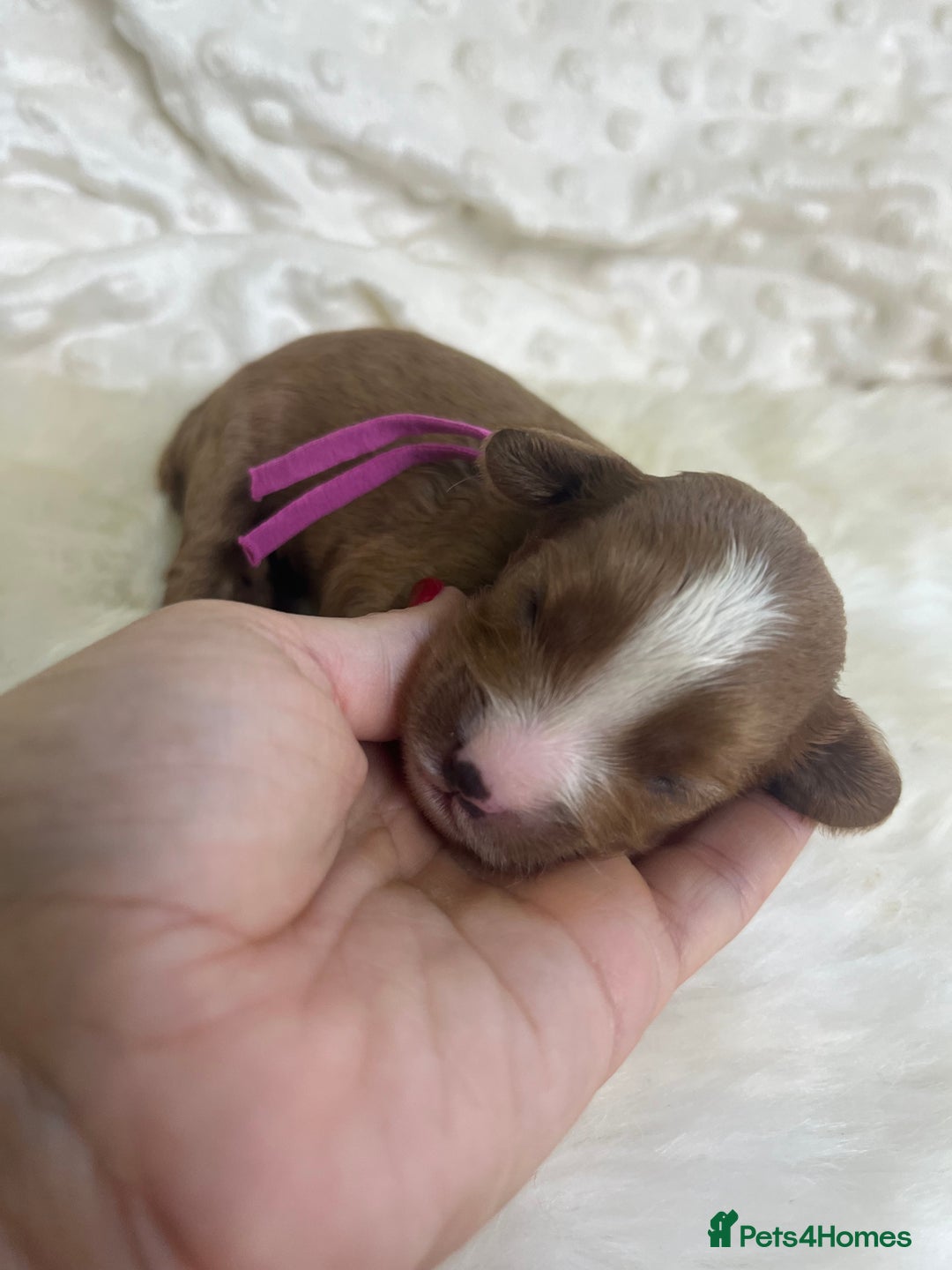 Cavapoo dogs for sale: Top Class Extensively tested F1b Toy Cavapoo pups - Image 12