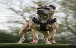 Cane Corso dogs for sale: ‼️Champion ICCF, health tested cane corso litter‼️ - Image 3
