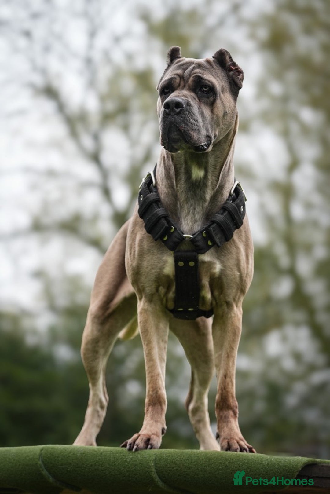 Cane Corso dogs for sale: ‼️Champion ICCF, health tested cane corso litter‼️ - Image 3