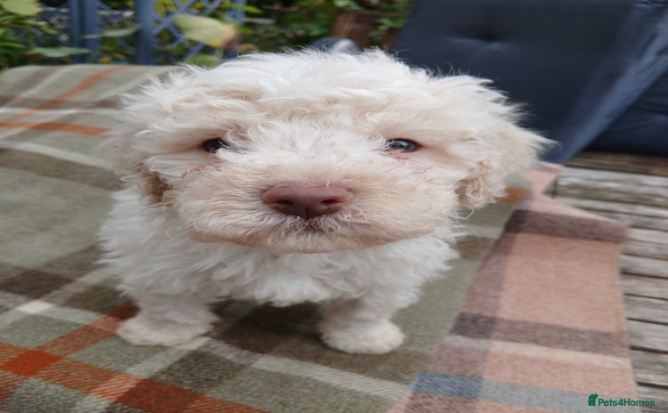 Lagotto Romagnolo dogs - Advert 1