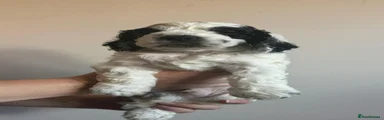Cockapoo 2
