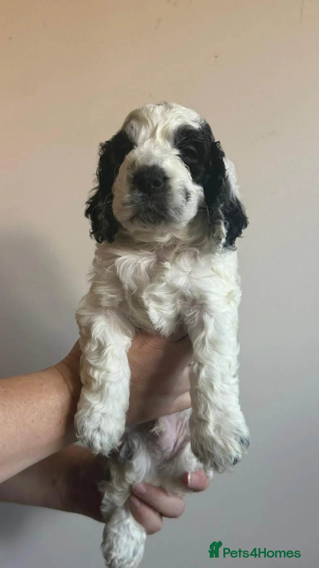 Cockapoo dogs for sale: Stunning Cockerpoo Puppies  - Advert 2
