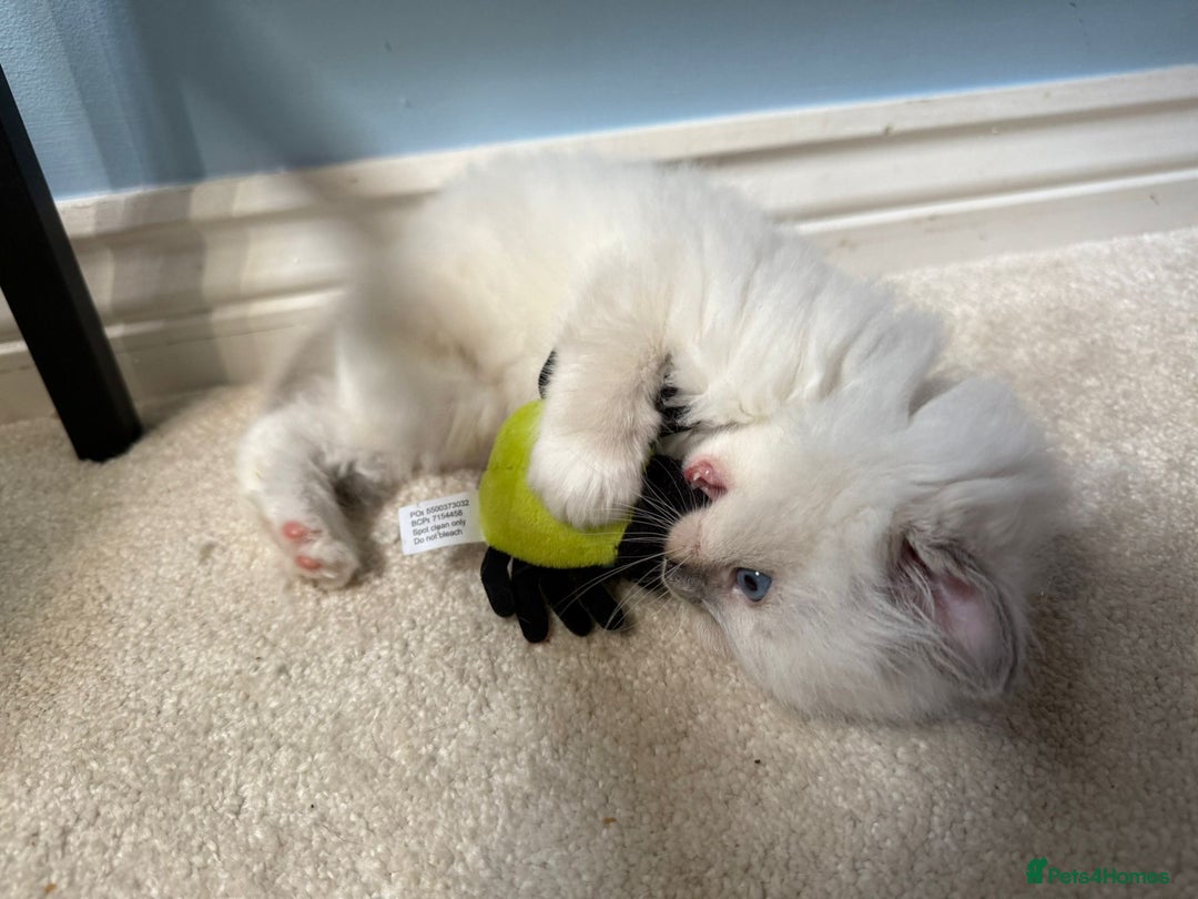 Ragdoll cats for sale:  gccf blue mitted girl champion lines 1 left  - Image 7
