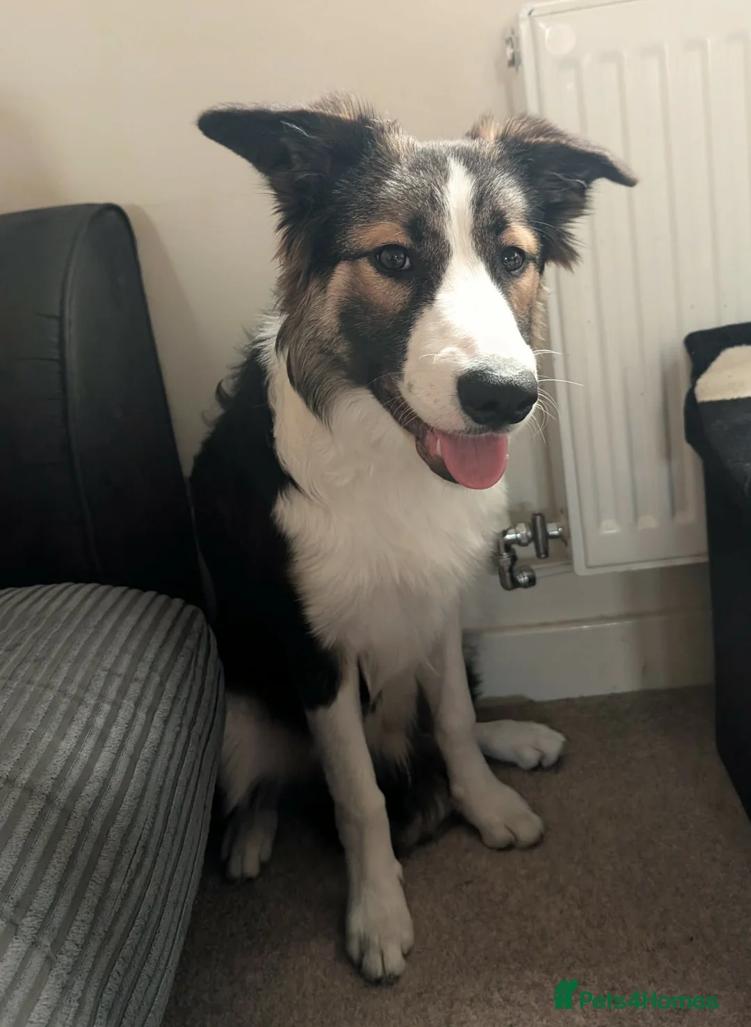 Border Collie dogs for sale: 10 month old tri border collie - Advert 1