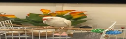 Parakeets birds for sale: Beautiful White Parakeet male 1yr old semi tamed - Advert 2