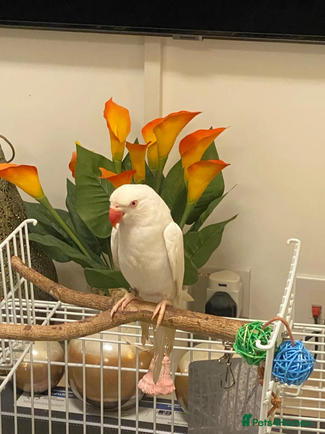 Parakeets birds for sale: Beautiful White Parakeet male 1yr old semi tamed - Advert 2