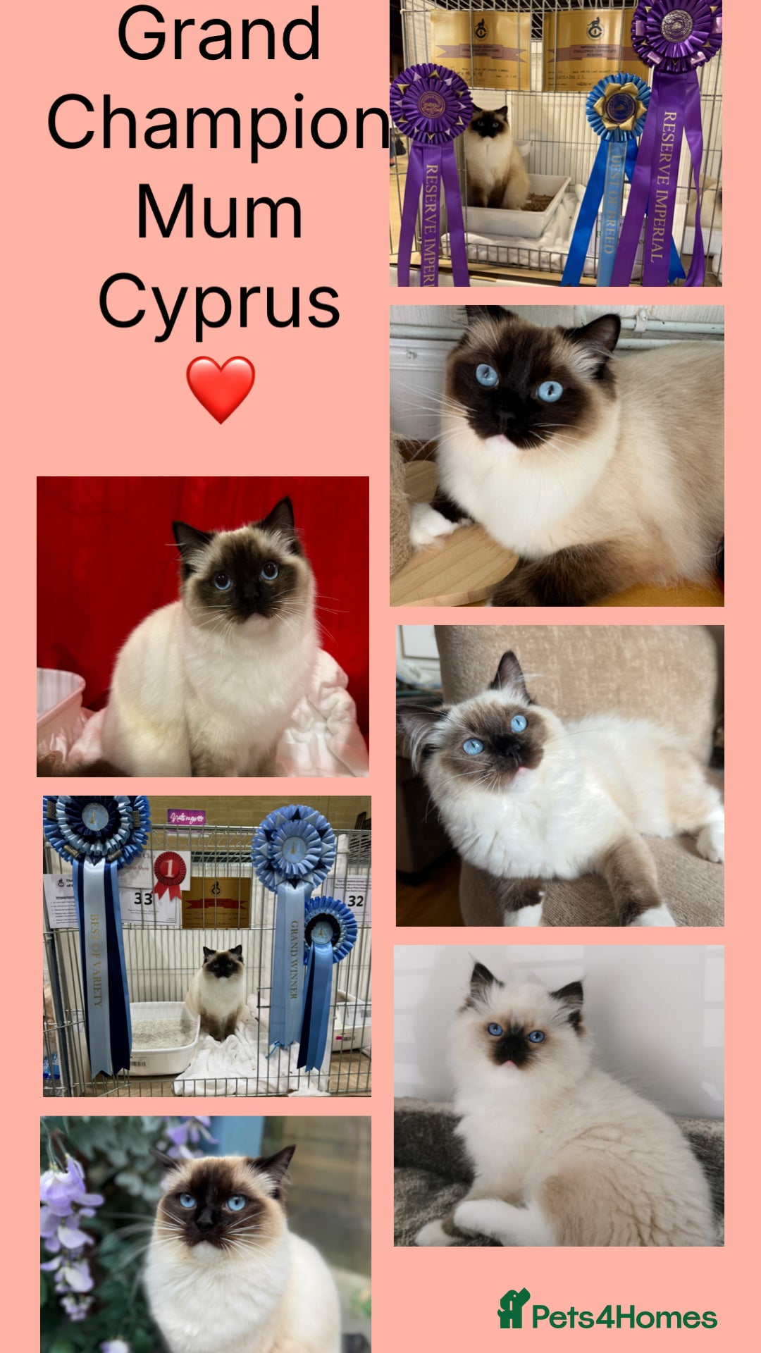 Ragdoll cats for sale: 🏆 gccf ragdoll grand champion kittens 🏆 - Advert 3
