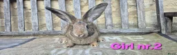 Continental Giant rabbits for sale: VACCINATED Pure Continental Giant  - Advert 3