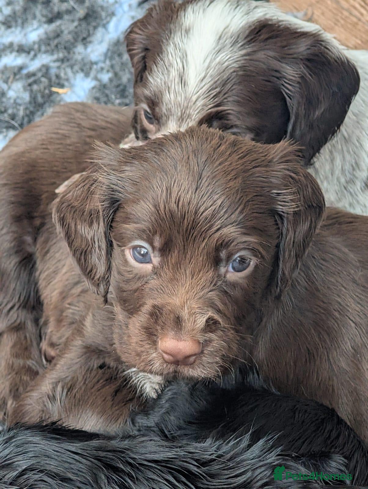 Sprocker dogs Sprocker pups for sale - Advert 2