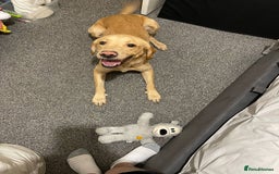 Labrador Retriever dogs for sale: Buddy the Labrador - Image 2